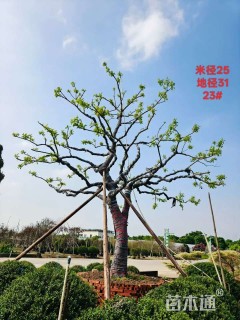 33公分红果冬青