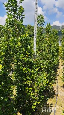 高度160厘米火山榕