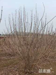 高度180厘米丛生丁香