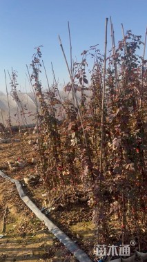 150厘米藤本月季