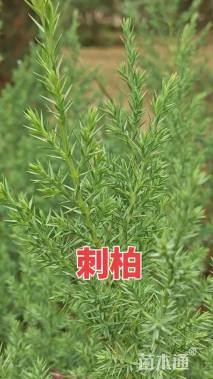 高度350厘米刺柏