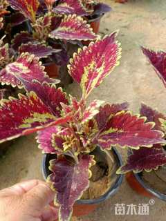 高度30厘米彩叶草