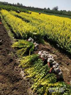 冠幅30厘米金叶女贞球