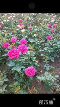 高度30厘米玫瑰