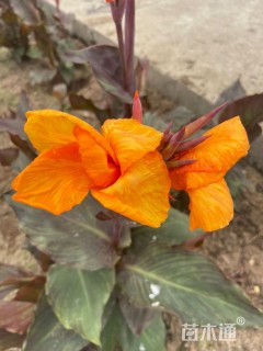 高度30厘米紫叶美人蕉