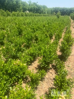 高度40厘米卫矛