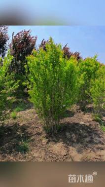 高度60厘米丛生花石榴