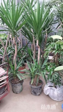 裸干高80厘米荷兰铁