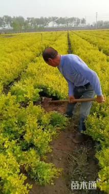 高度40厘米金叶女贞