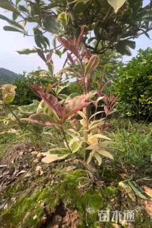 高度120厘米五彩桂花