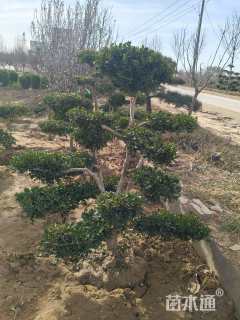 高度200厘米小叶黄杨