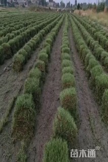 草卷状中华结缕草