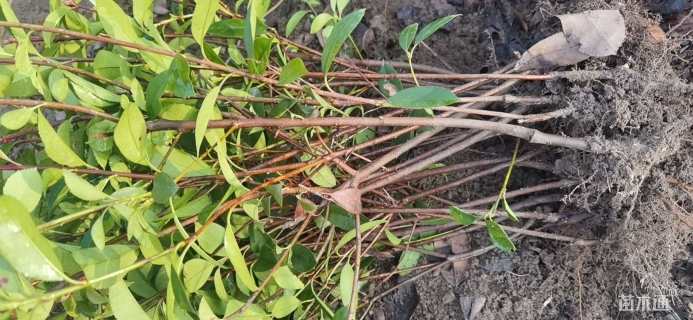 高度45厘米红叶石楠小苗