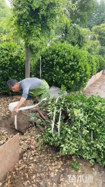 冠幅200厘米大叶黄杨球