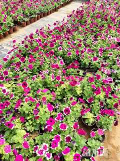 高度15厘米牵牛