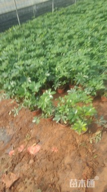 高度30厘米鸭脚木