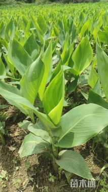 高度40厘米美人蕉