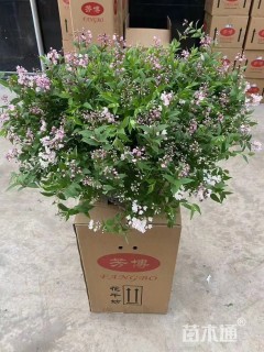 高度50厘米溲疏