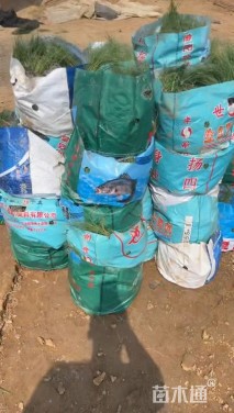 高度40厘米坡地毛冠草