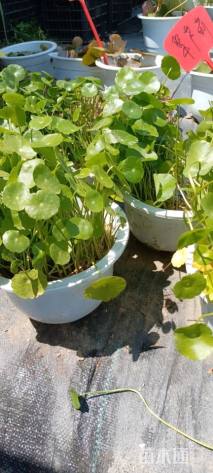 高度20厘米铜钱草