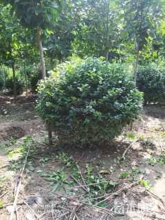 冠幅120厘米卫矛球