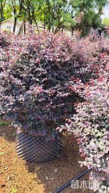 冠幅120厘米红花继木球