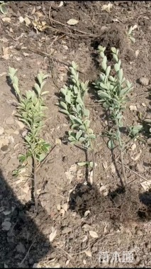 高度40厘米金边黄杨