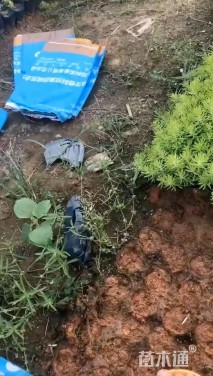 高度5厘米佛甲草