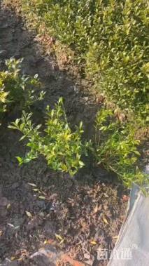 高度30厘米小叶栀子小苗