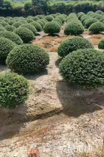 2公分造型川滇蜡树