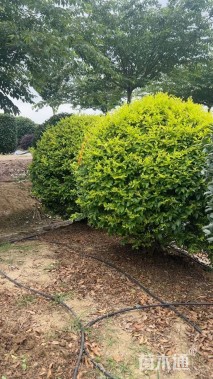 冠幅150厘米金冠女贞球