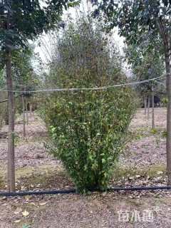 高度200厘米丛生木槿