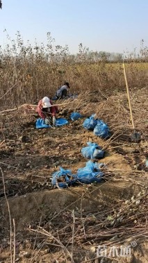 高度100厘米黄栌小苗