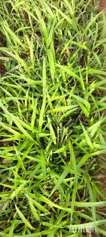 高度30厘米吉祥草