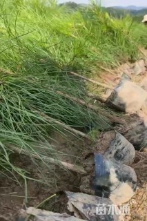 高度50厘米湿地松小苗