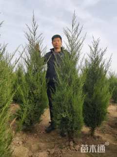 高度200厘米塔柏