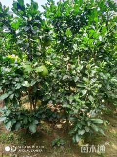 高度180厘米红心柚