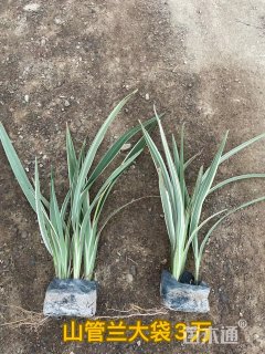 高度10厘米山管兰
