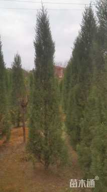 高度300厘米桧柏