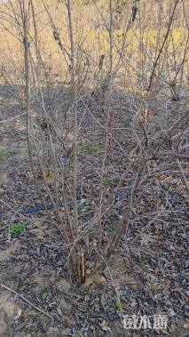 高度120厘米木本绣球