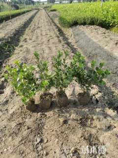 高度30厘米夏鹃