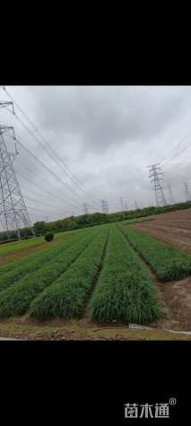 高度15厘米麦冬