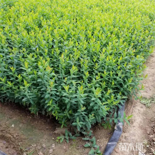 高度80厘米金丝桃小苗