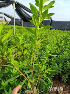 高度35厘米毛鹃