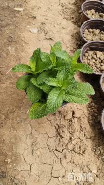 高度10厘米薄荷