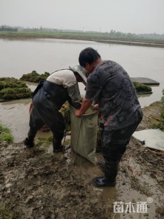 高度15厘米黑藻