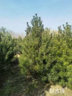 高度100厘米白皮松