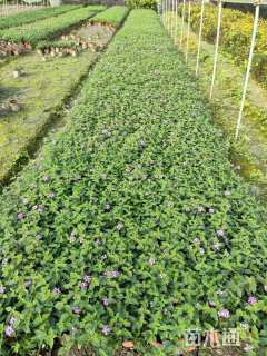 高度25厘米紫花马樱丹