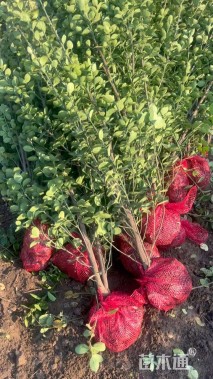 高度150厘米北海道黄杨