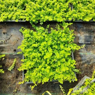 高度22厘米金叶过路黄